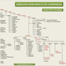 Genealogy Chart from Noah to the 12 Patriarchs